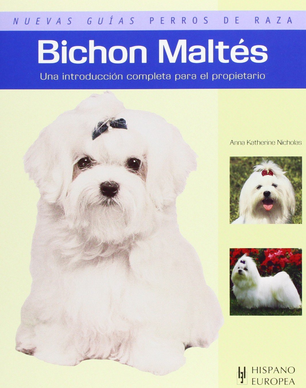 Bichon Maltes